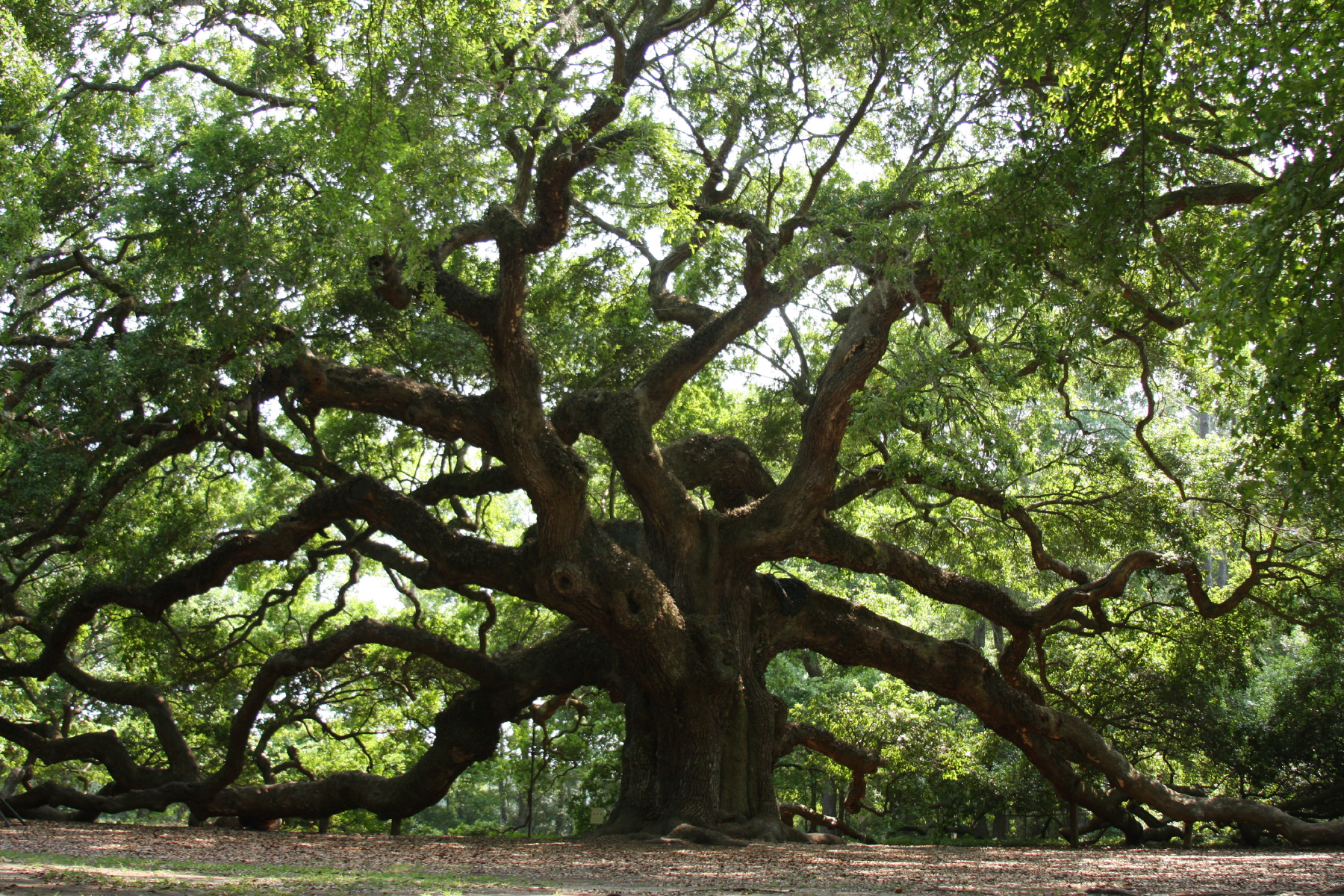 292153612_angel_oak_17