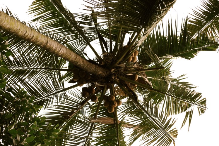 let there be coconuts