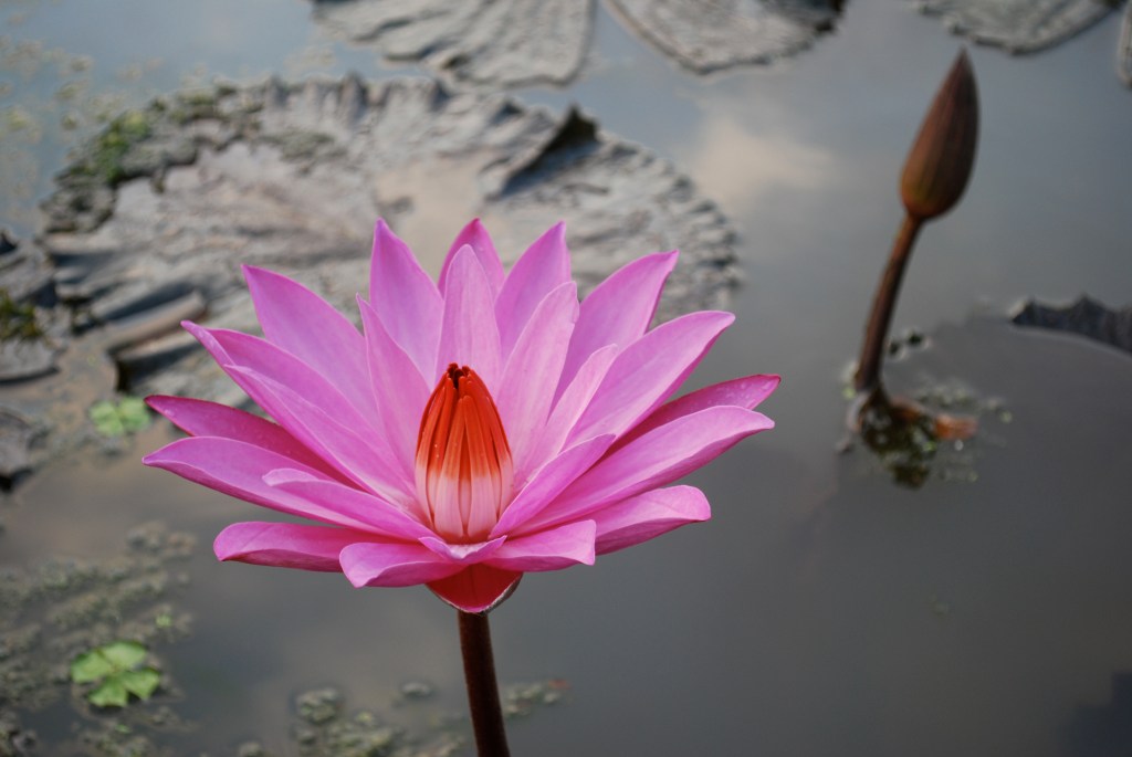 perfect pond flower